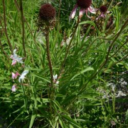 Echinacea pallida