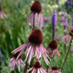 Echinacea pallida