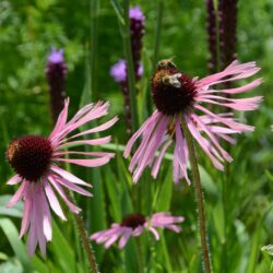 Echinacea pallida