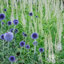 Echinops ritro Veitch's Blue