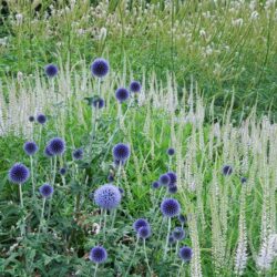 Echinops ritro Veitch's Blue