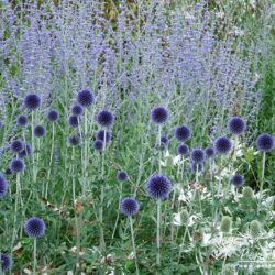 Echinops ritro Veitch's Blue