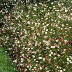 Erigeron karvinskianus