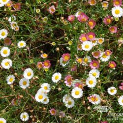 Erigeron karvinskianus