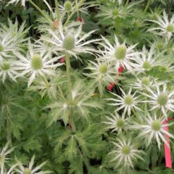 Eryngium Neptune's Gold