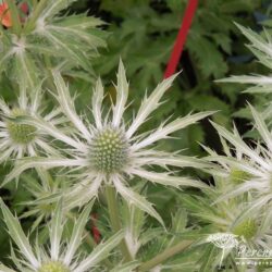 Eryngium Neptune's Gold