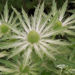 Eryngium Neptune's Gold