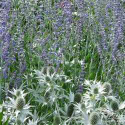 Eryngium giganteum Silver Ghost