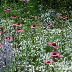 Eryngium giganteum Silver Ghost