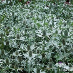 Eryngium giganteum Silver Ghost