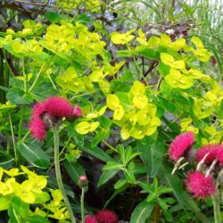 Euphorbia wallichii