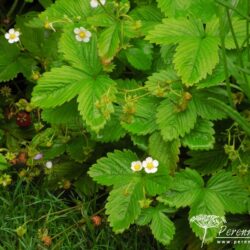 Fragaria vesca