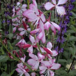 Gaura lindheimeri Freefolk Rosy