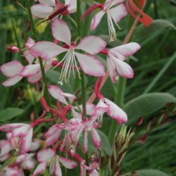 Gaura lindheimeri Freefolk Rosy