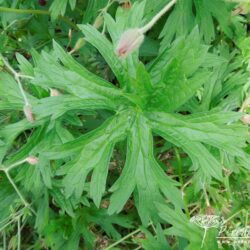 Geranium Orion