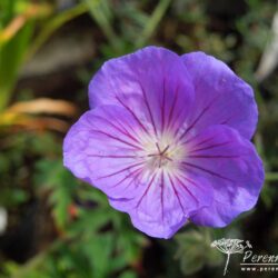 Geranium Orion