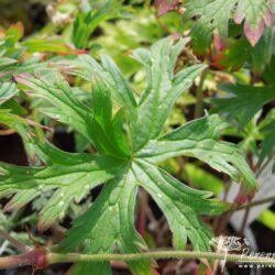 Geranium Orion