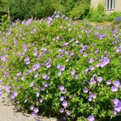 Geranium Rozanne