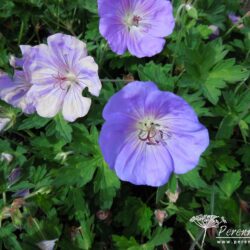 Geranium Rozanne