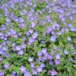 Geranium Rozanne