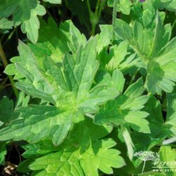 Geranium Rozanne