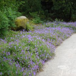 Geranium Rozanne