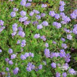 Geranium Rozanne