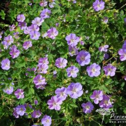 Geranium Rozanne