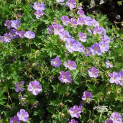 Geranium Rozanne