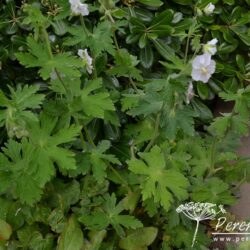 Geranium phaeum Album