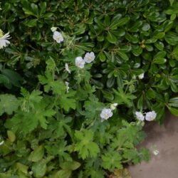 Geranium phaeum Album