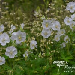 Geranium phaeum Album