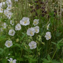 Geranium phaeum Album