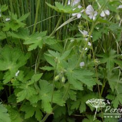 Geranium phaeum Album