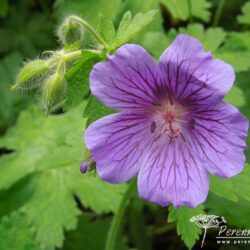 Geranium x magnificum