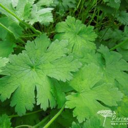 Geranium x magnificum