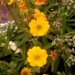 Geum Totally Tangerine