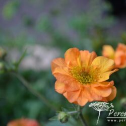 Geum Totally Tangerine