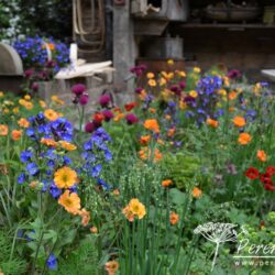 Geum Totally Tangerine