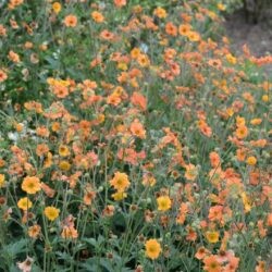 Geum Totaly Tangerine