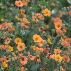 Geum Totaly Tangerine