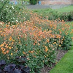 Geum Totaly Tangerine