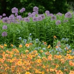 Geum Totaly Tangerine