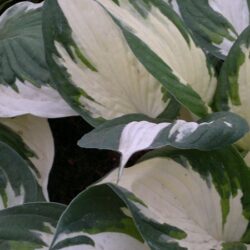 Hosta Fire and Ice