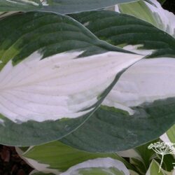 Hosta Fire and Ice