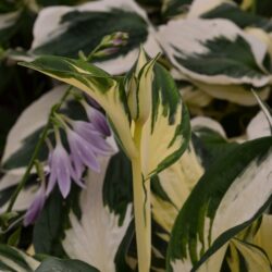 Hosta Fire and Ice