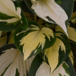 Hosta Fire and Ice