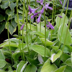 Hosta Iced Lemon