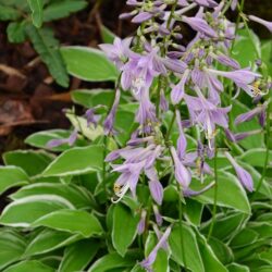 Hosta Iced Lemon