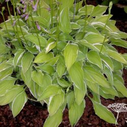 Hosta Iced Lemon